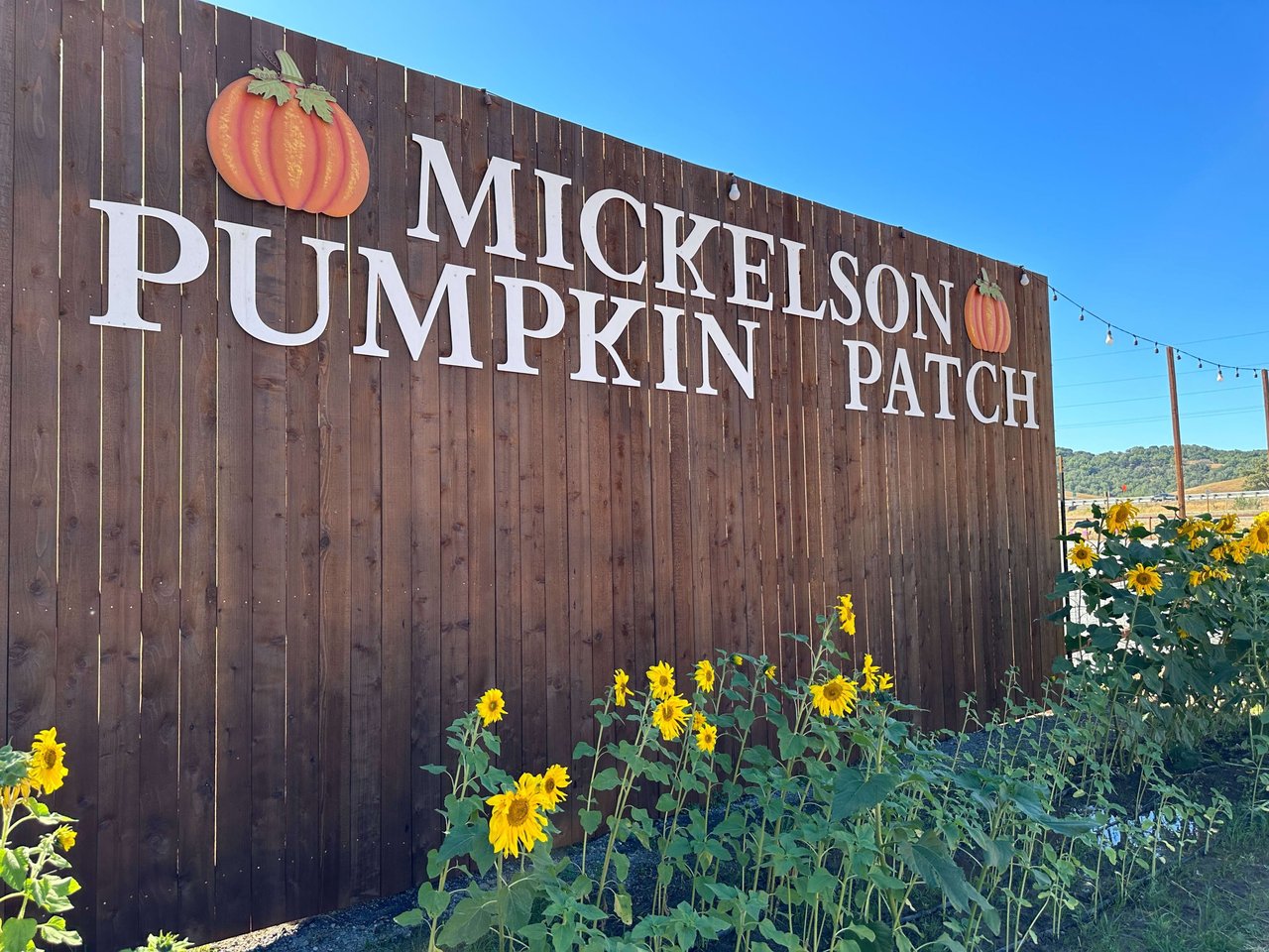 Fall Fun Awaits at Mickelson Pumpkin Patch