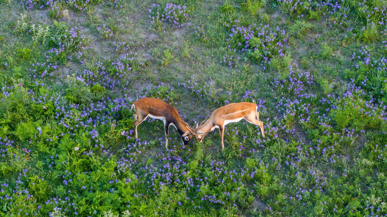 Golden Eagle Ranch