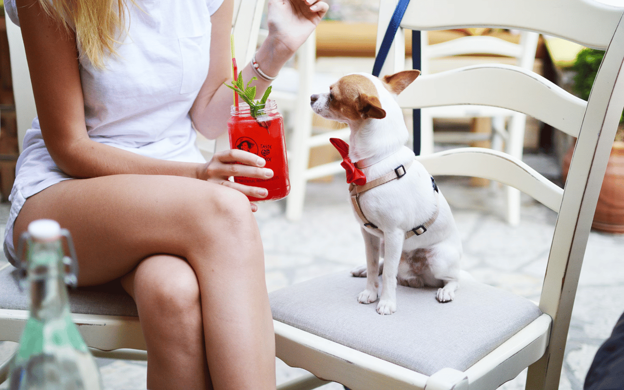 Pet-Friendly Restaurants in Napa Valley