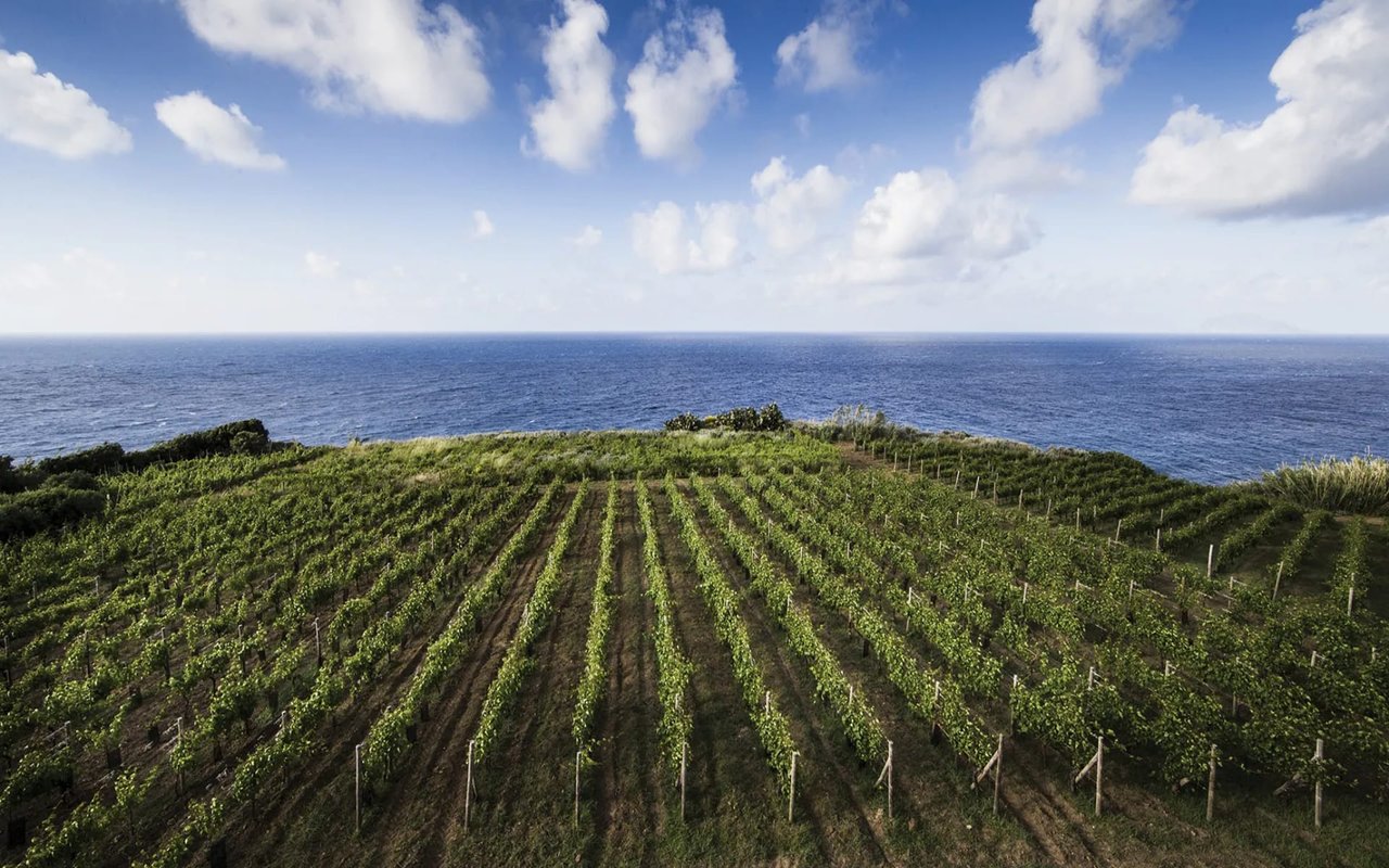 SLEEP IN STYLE AMONG THE VINES