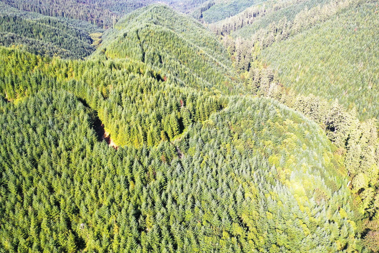 High Pass Tree Farm