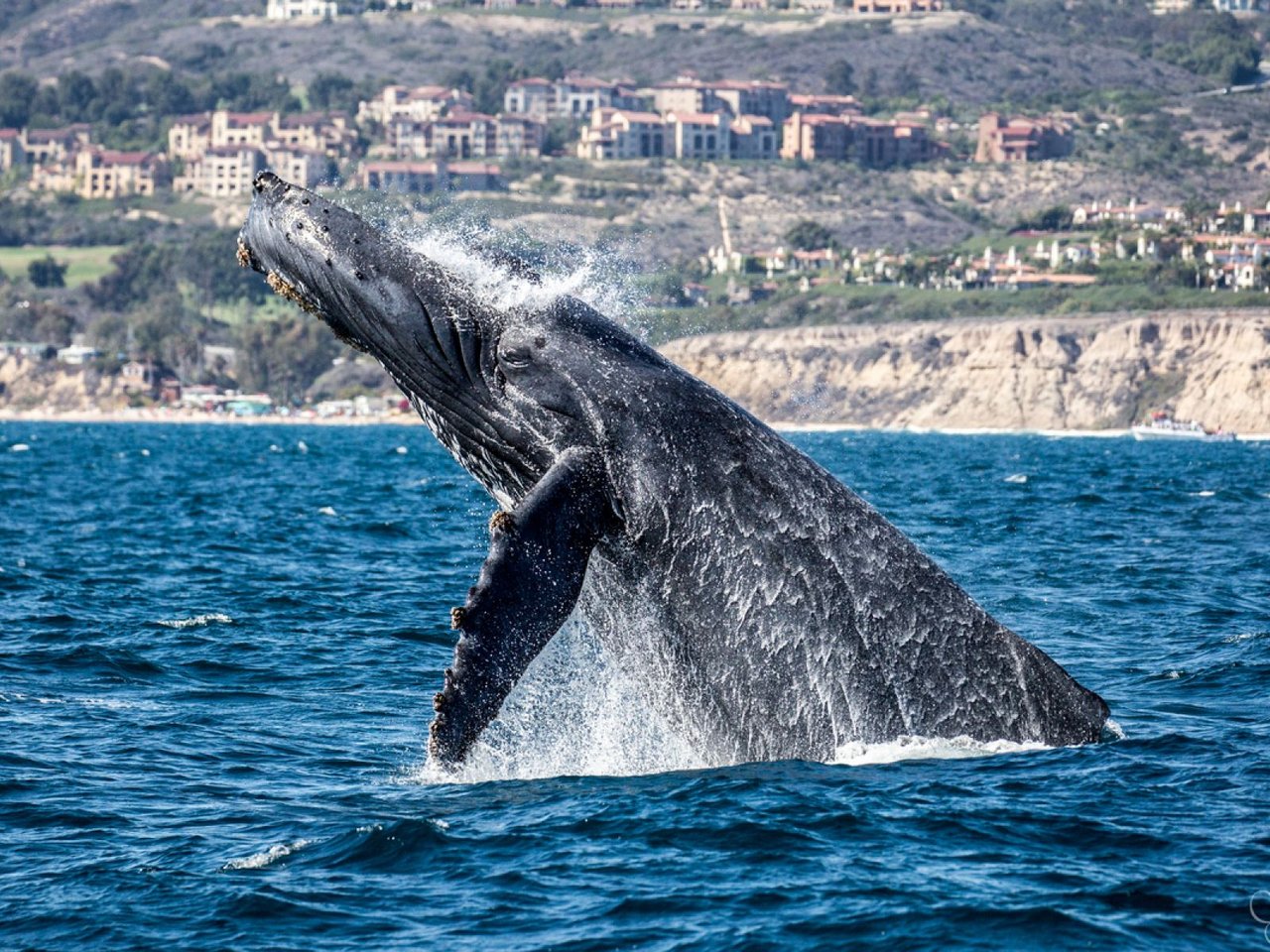 4 Best Whale Watching Excursions Near Corona del Mar