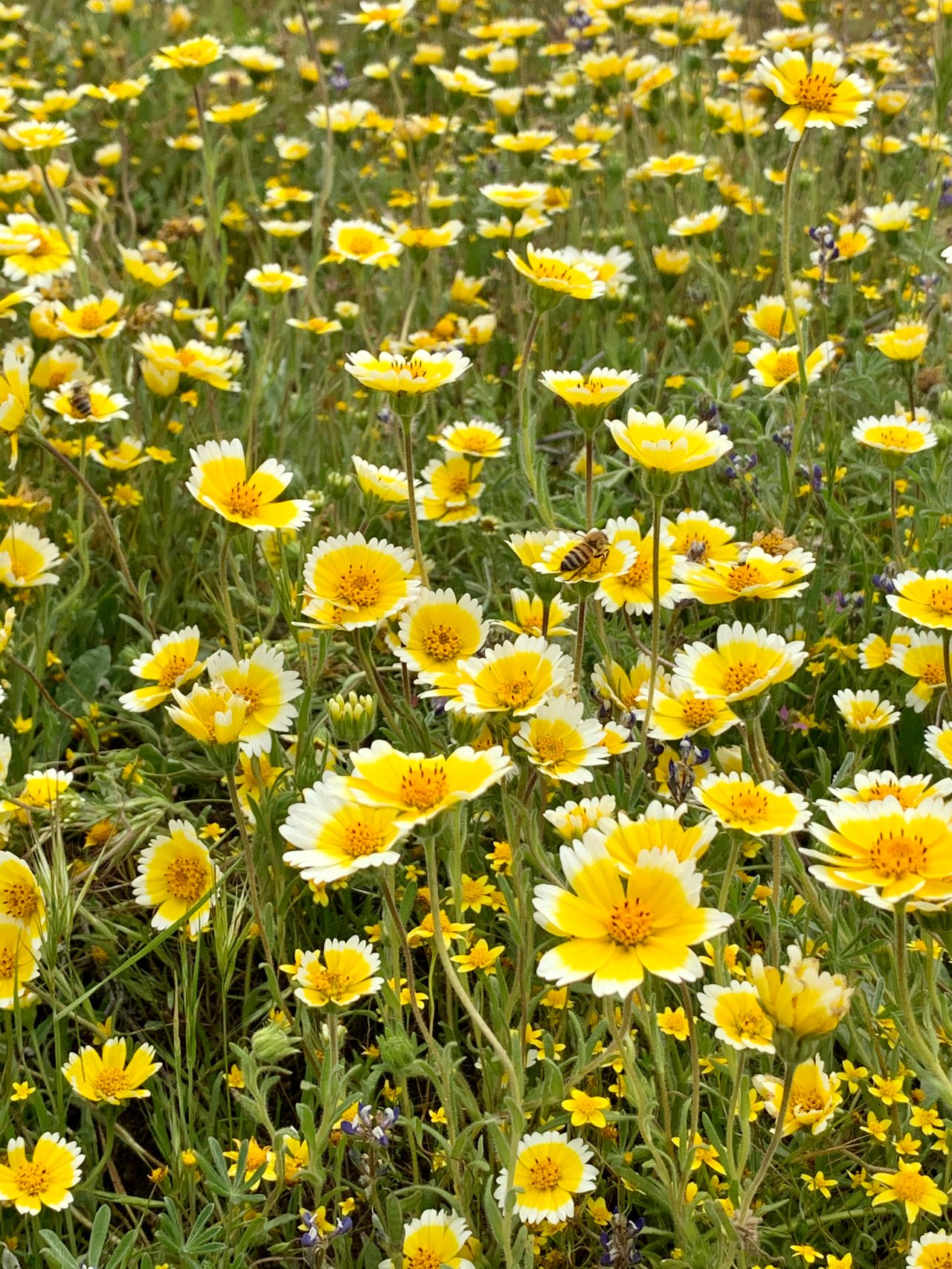 Carrizo Plains