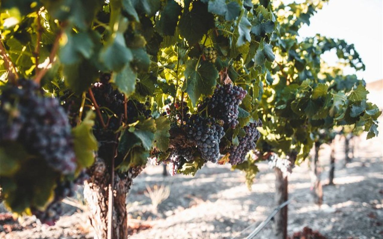 Grape Crush Report Reveals Positive Trends for Central Coast Wine Grapes