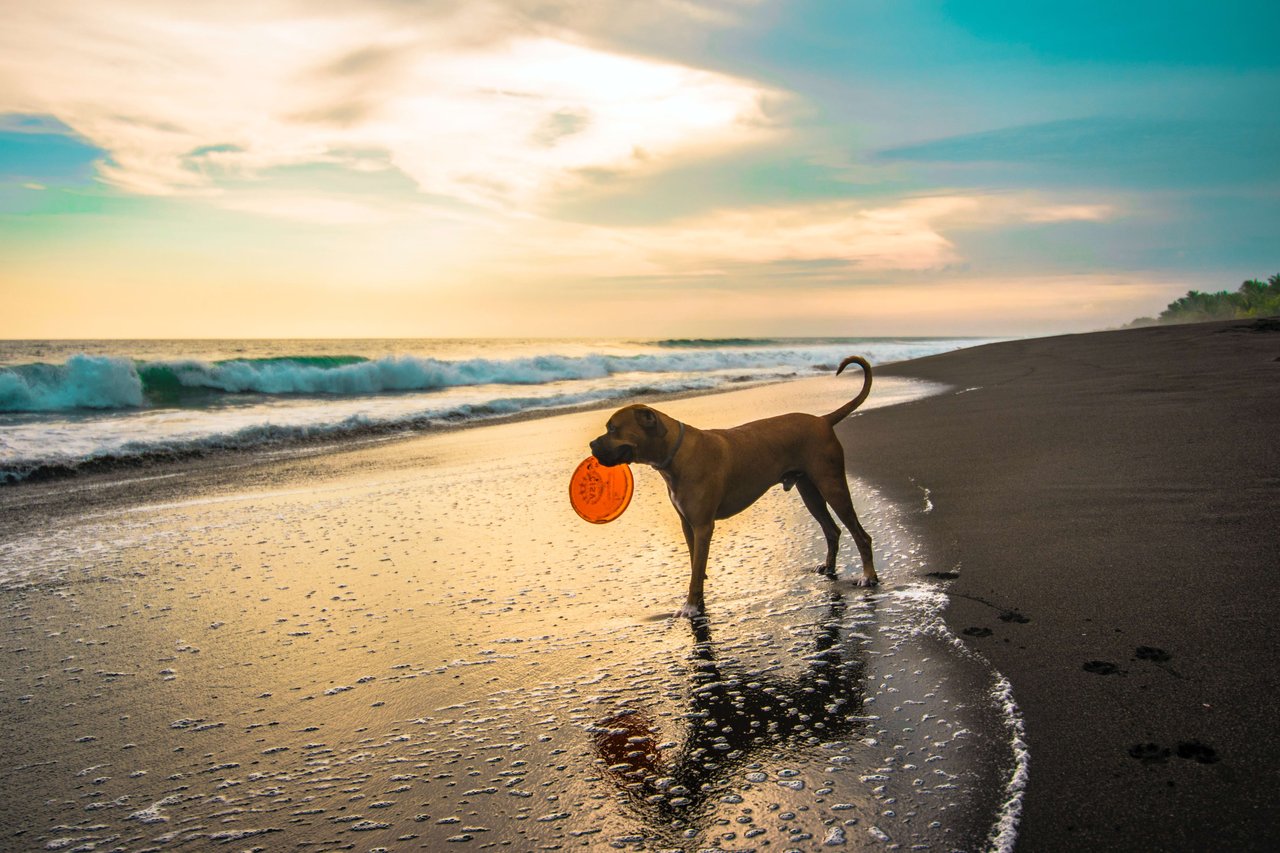 Dog on a beach holding a frisbee