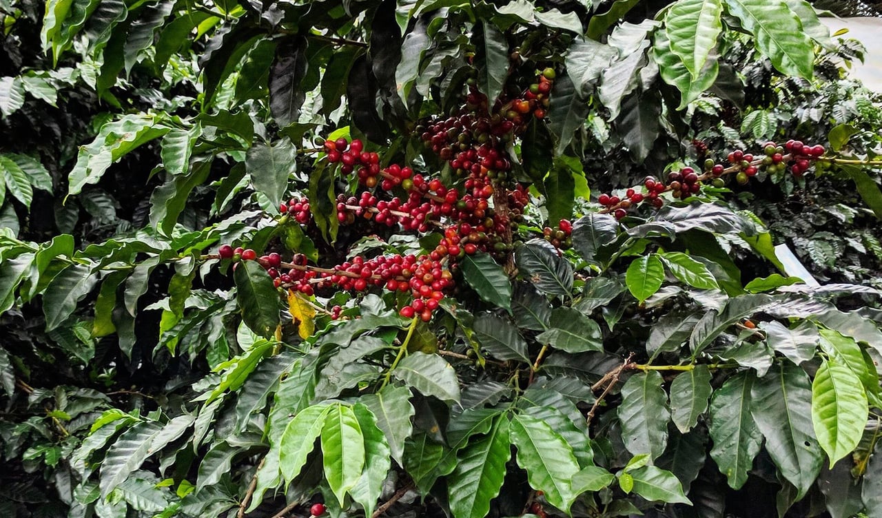 Boutique Coffee Farm Inn, Heredia