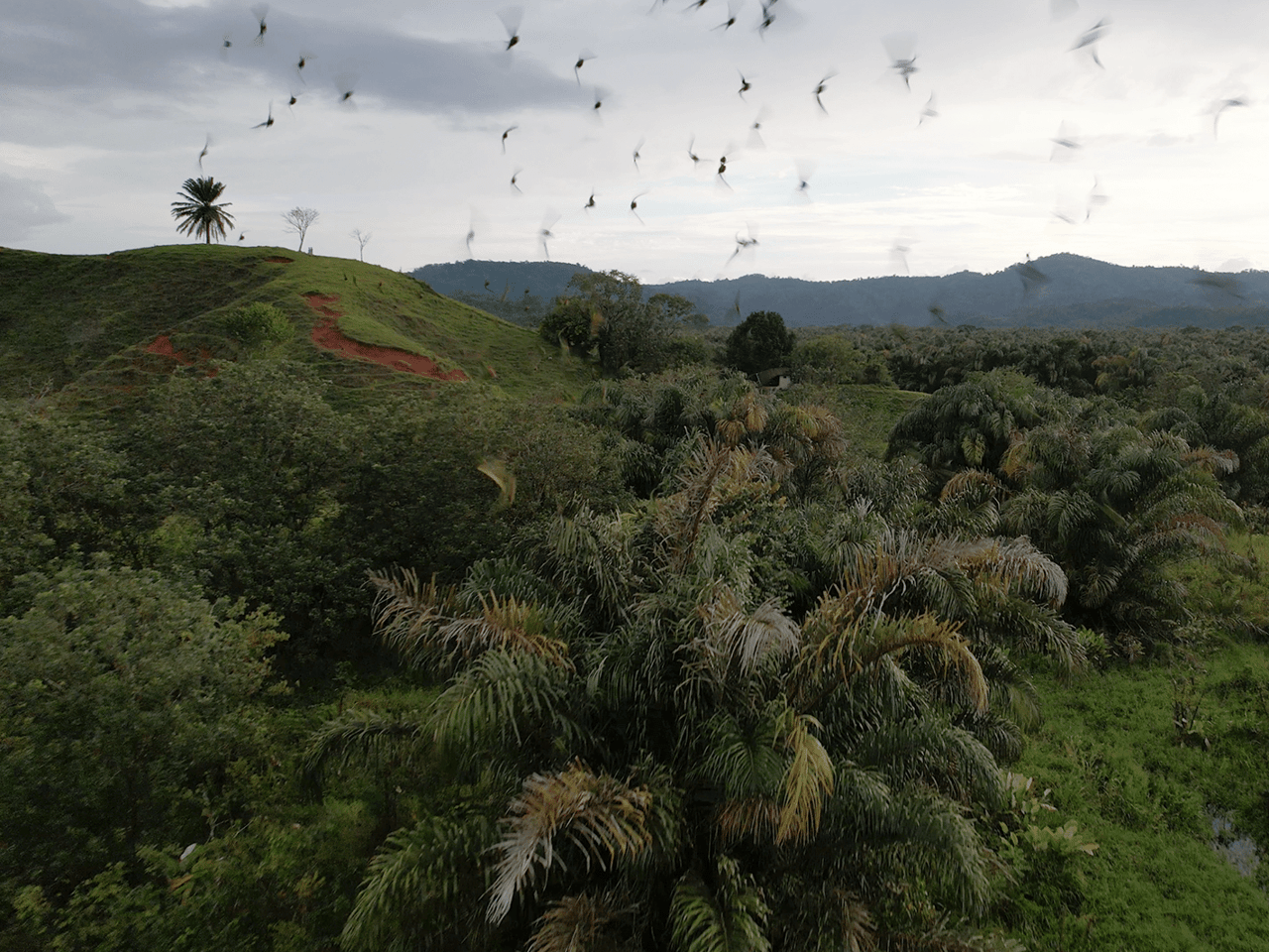 382 Acres of Sierpe River Wild Lands