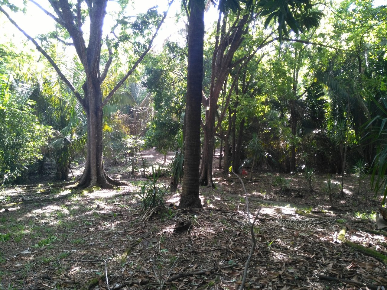 Private Secluded Beachfront Lot, Santa Teresa, Puntarenas