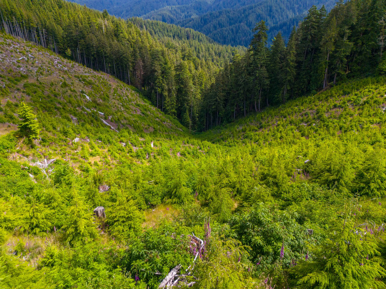 Cummins Creek Wilderness Overlook