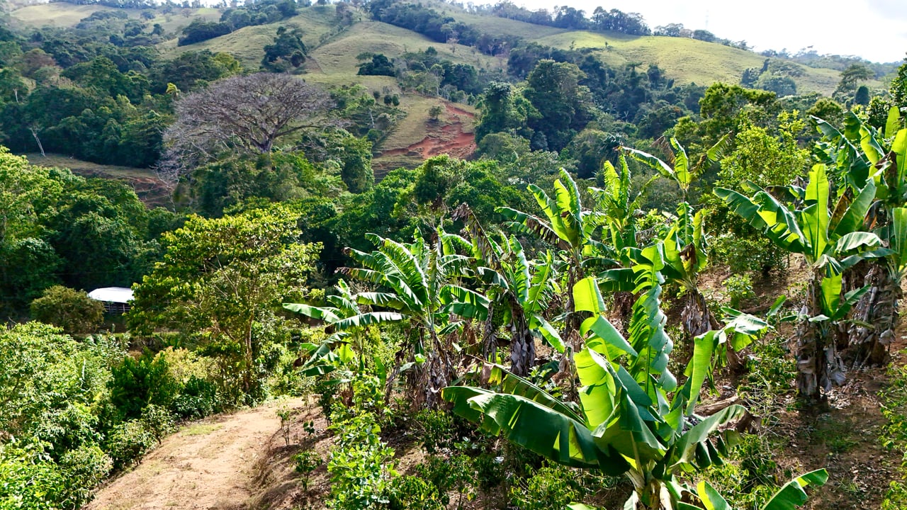Over 2.5 Acres in Ceibo, Planted with Coffee and Fruits