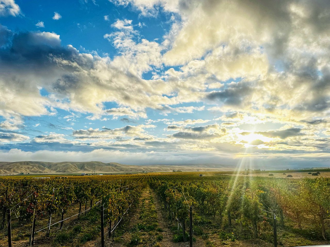 Paso Robles 2024 Harvest: Agricultural Insights from a Challenging Season