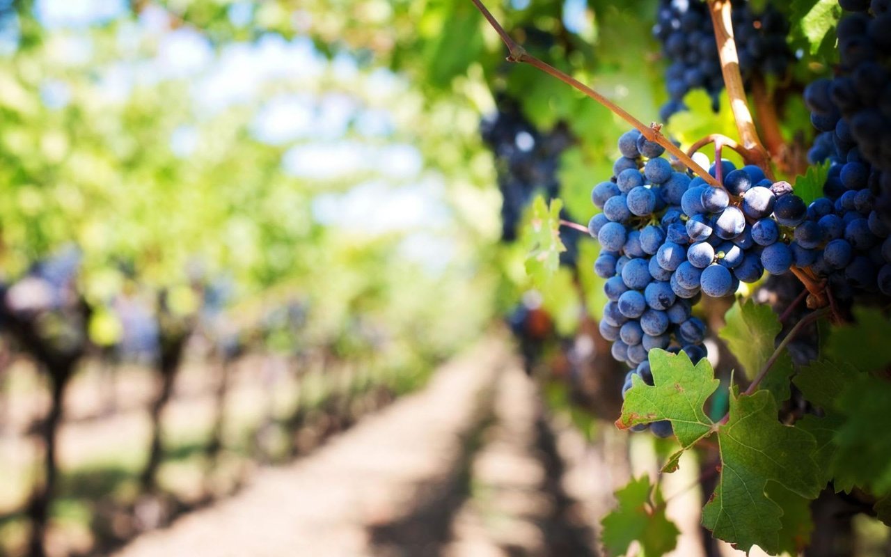 A Complete Guide to the Wine Scene in Anderson Valley