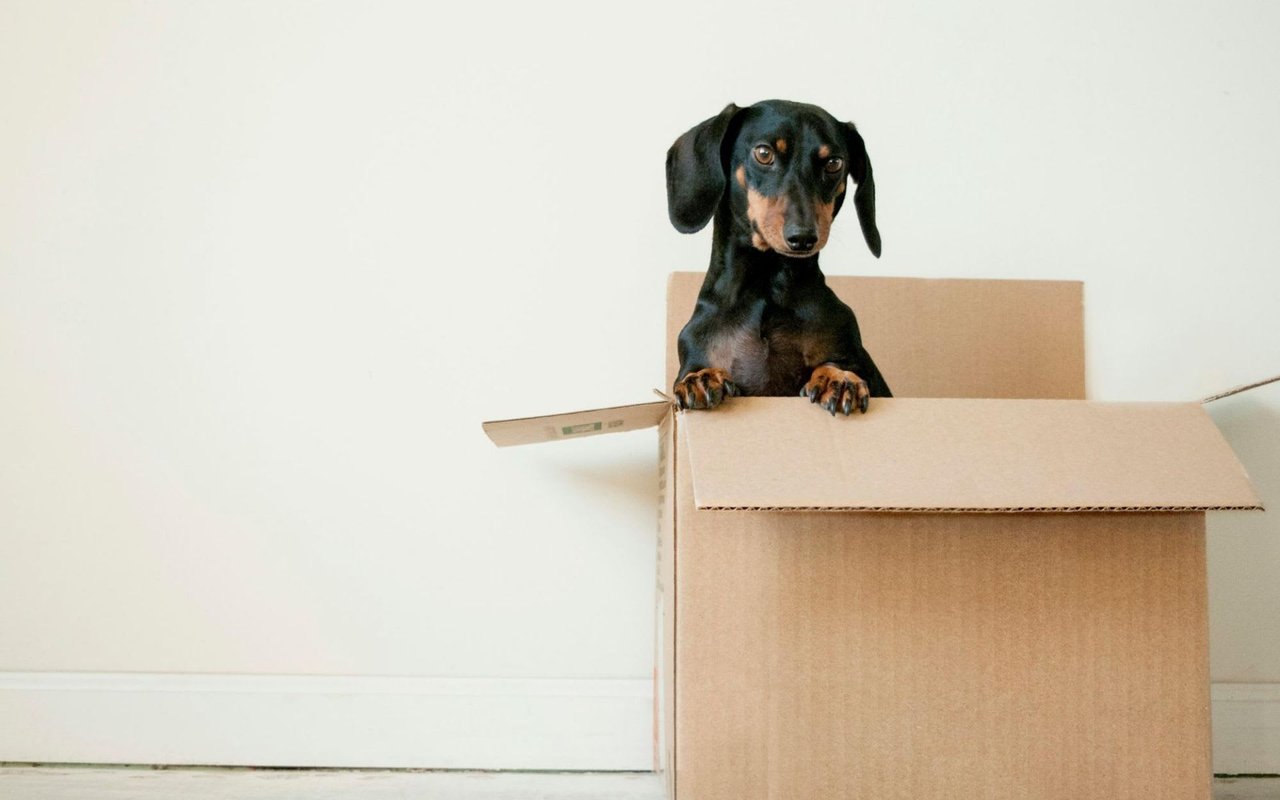 A curious dachshund peeks from a cardboard box.