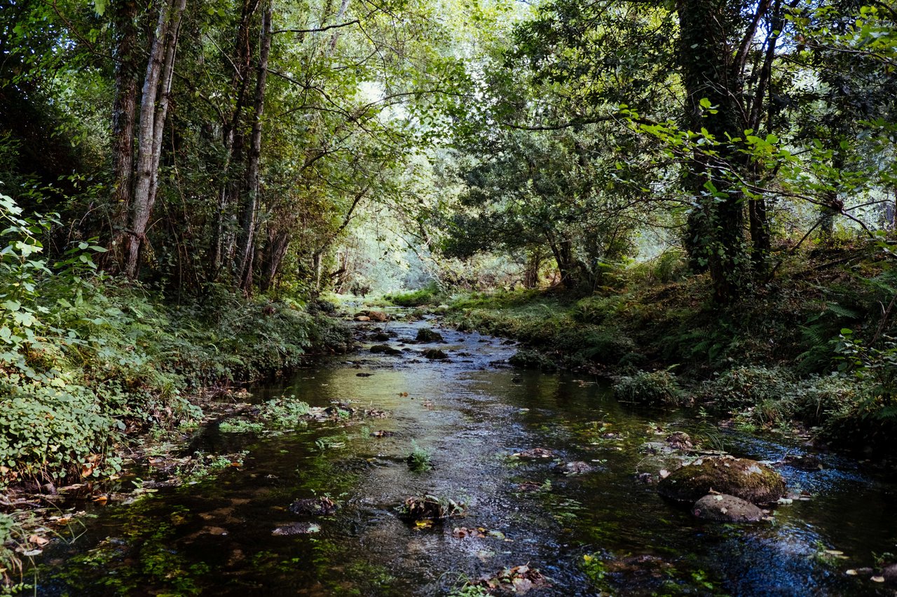 A clear stream winding through a lush green forest.