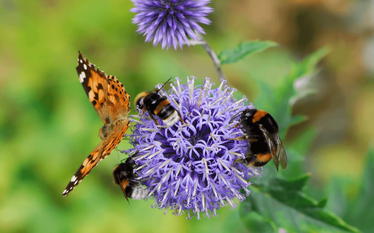 Creating a Pollinator Garden: A Step-by-Step Guide