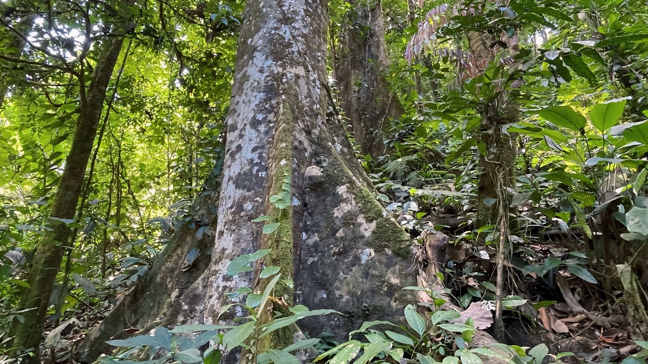 Finca Cerro del Tigre!   Over 20 Acres of Primary Forest and  Waterfalls. 