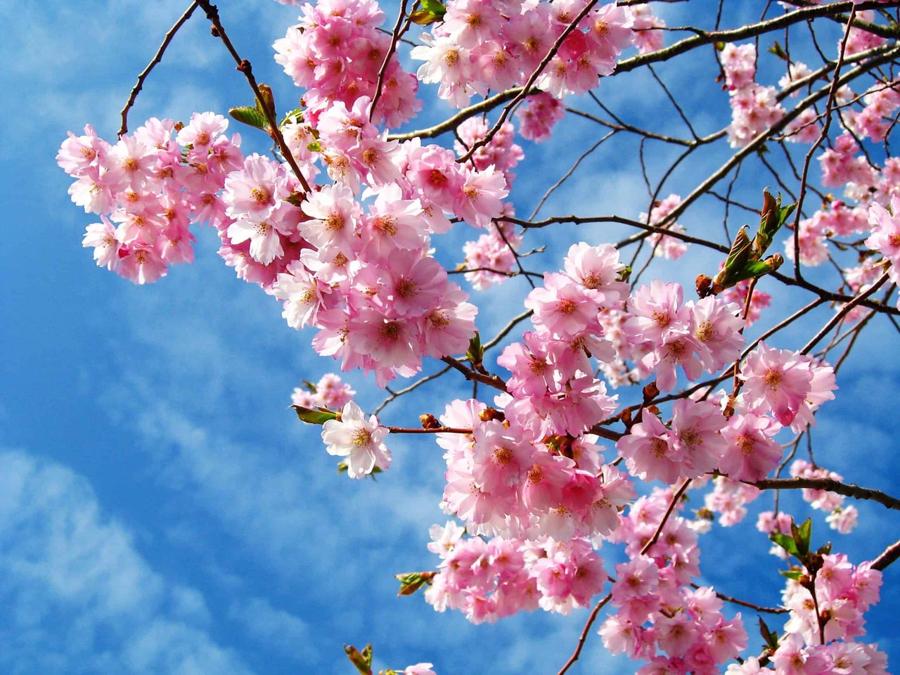 Cherry Blossoms