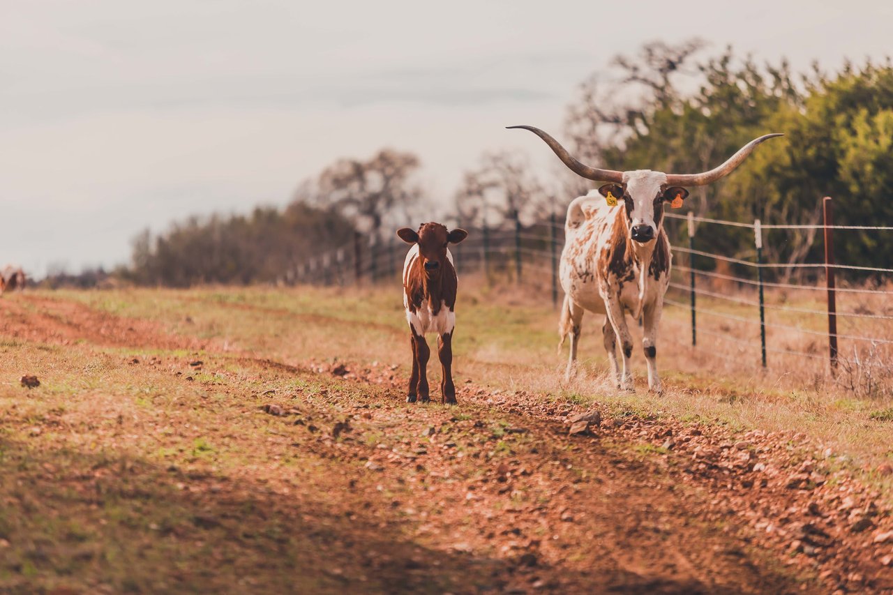 Cuatro Colinas Ranch