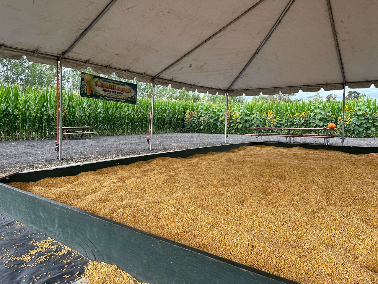 Petaluma Pumpkin Patch and Amazing Corn Maze