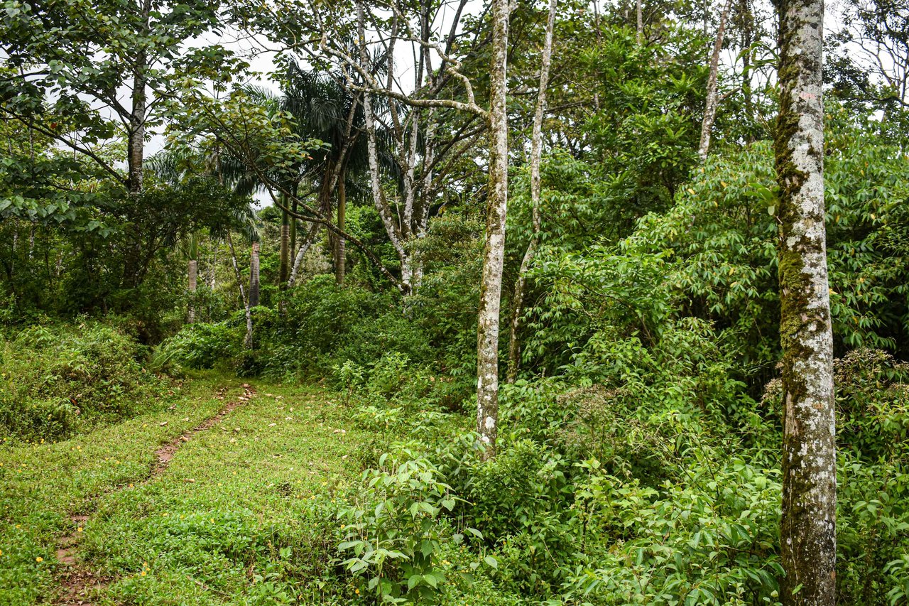 Bosque Bijagua | Prime Forest Land for Sale Near Bijagua, Costa Rica!