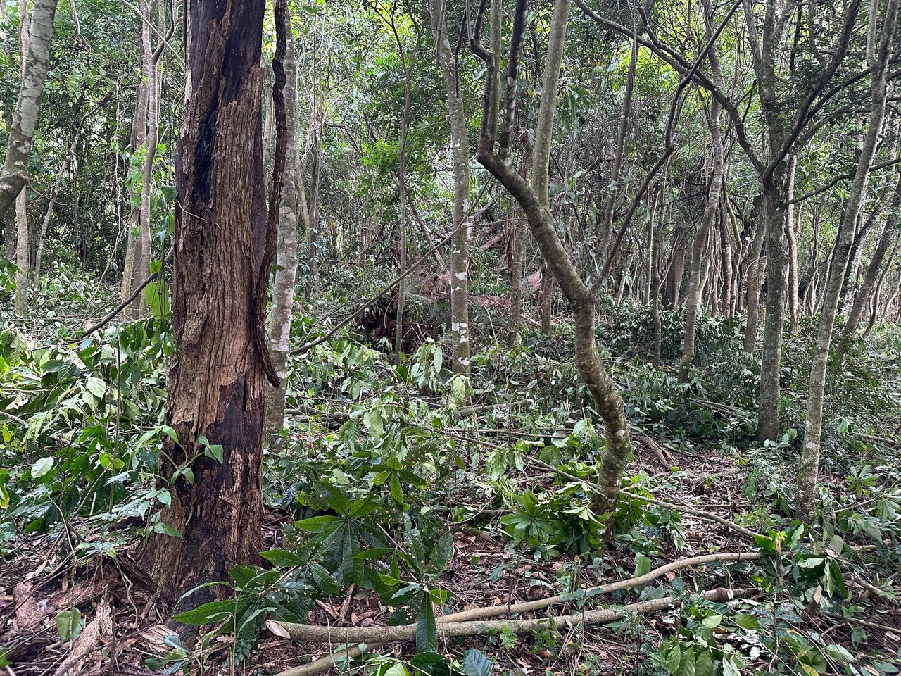 Panoramic View Buildable Land, Escazu, San Jose