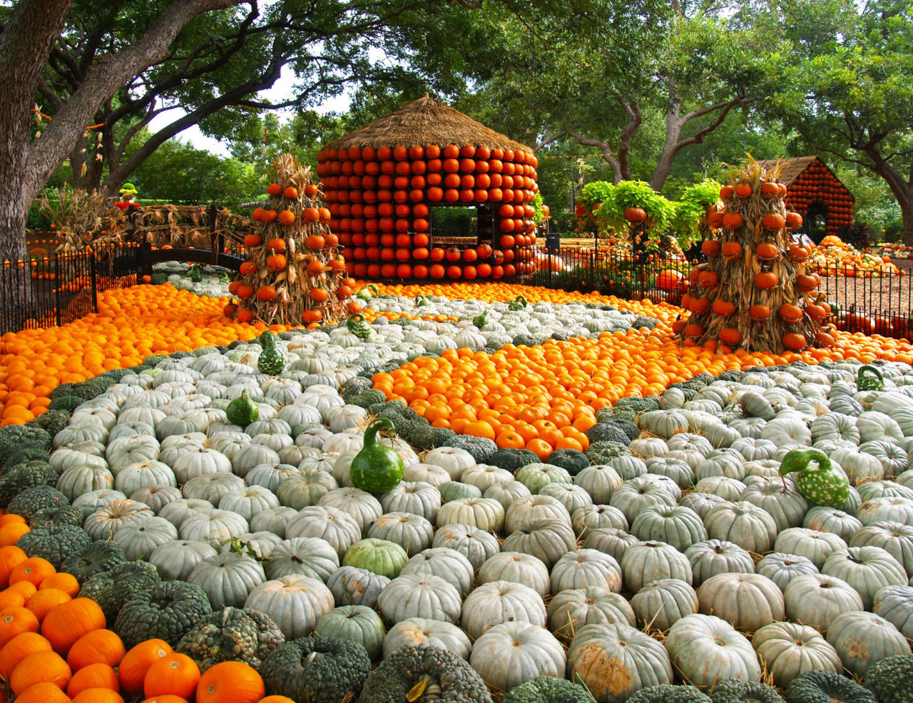 Pumpkin Picking Adventures in North Texas: A Fall Fun Guide