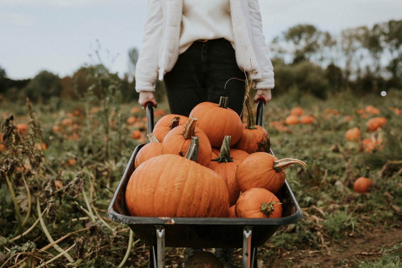 Autumn Adventures: Your Guide to Local Pumpkin Patches