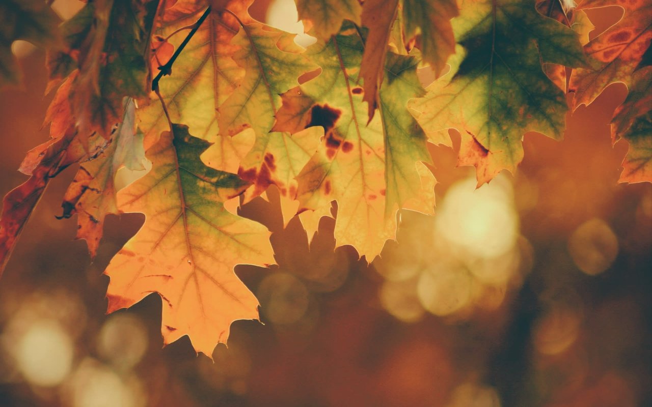 Embracing Fall: Top Activities and Delights for September