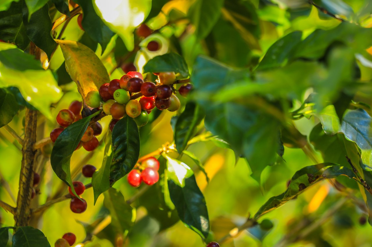 Historic Coffee Farm Estate, Heredia