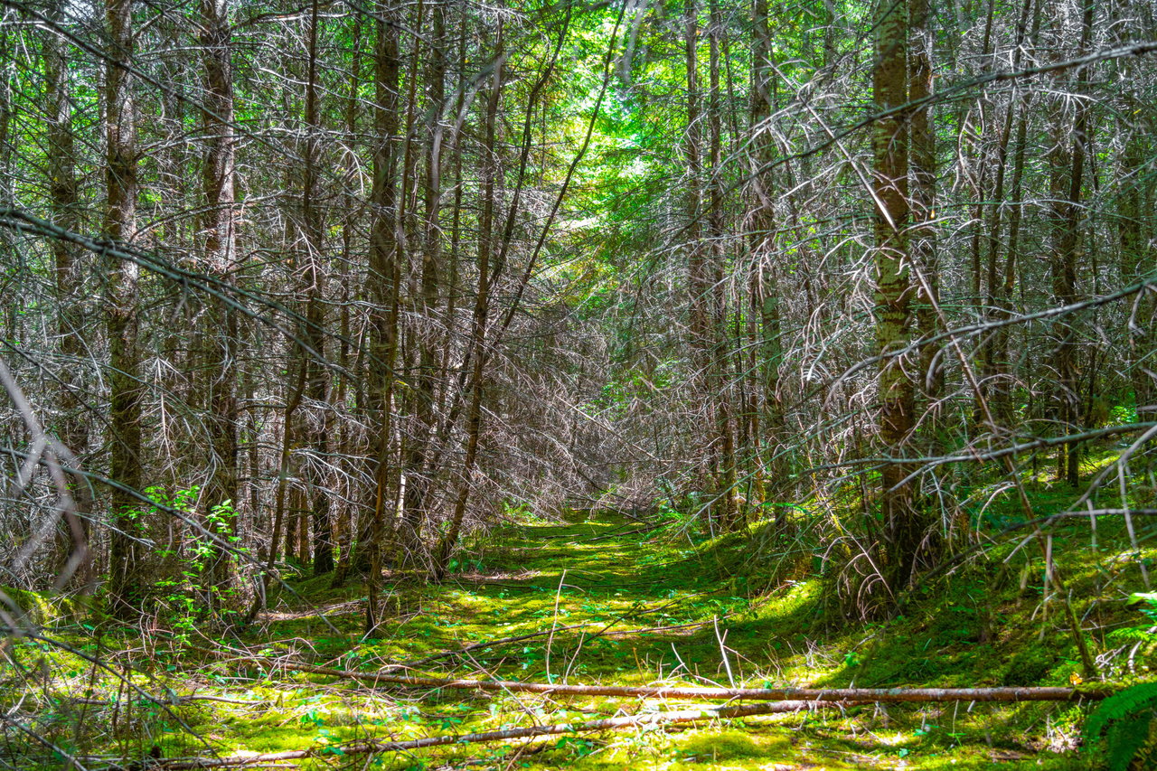 Hayes Hill Tree Farm 