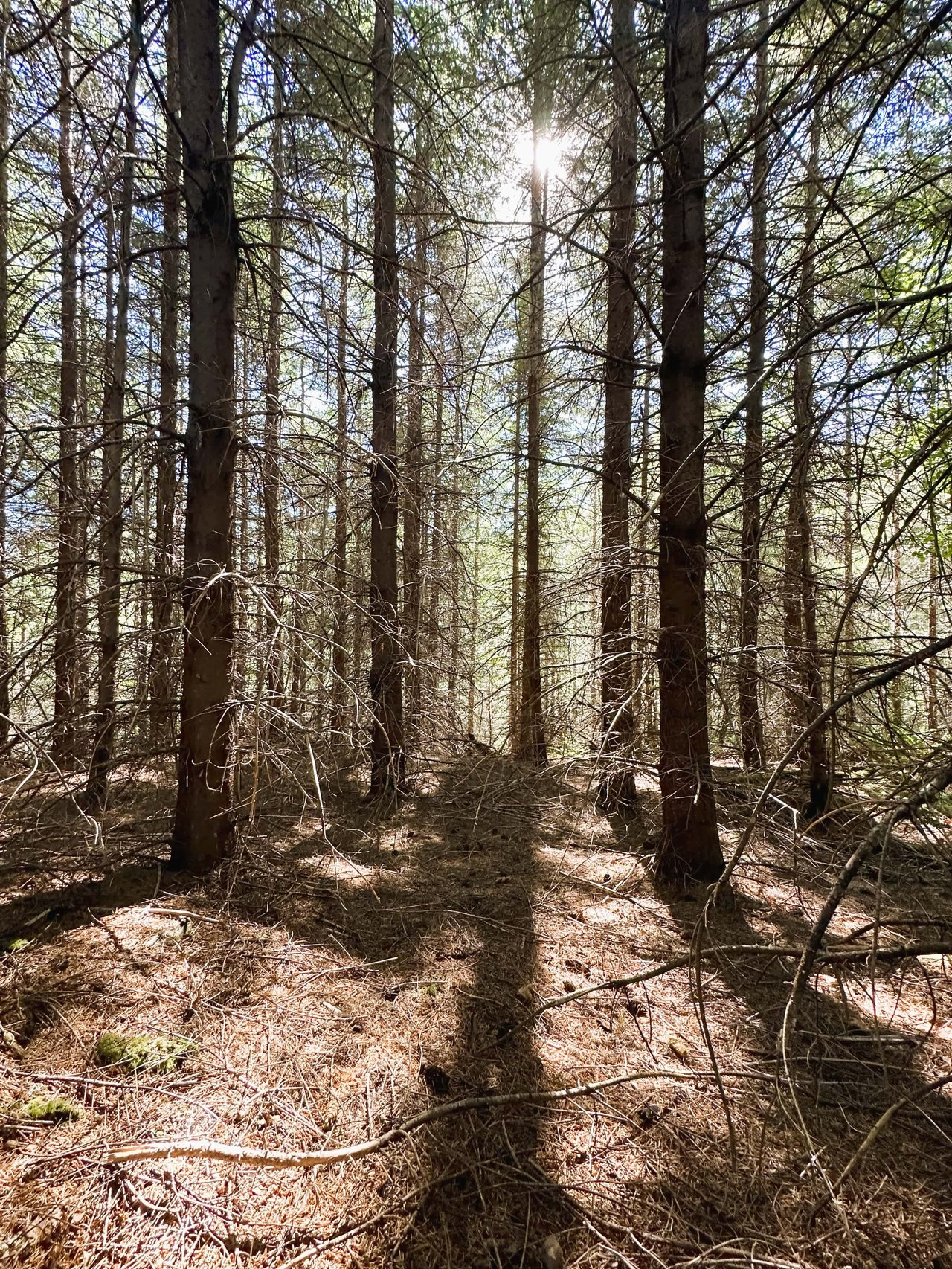 High Pass Tree Farm