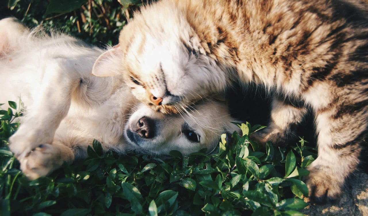 Features That Sell Homes - Pet Edition