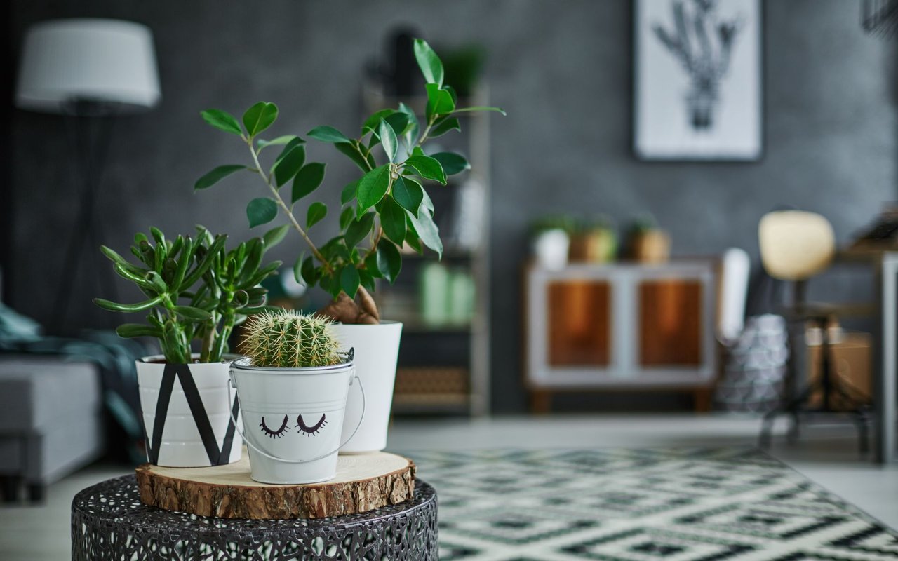 10 Easy Tips to Go Green in the Home