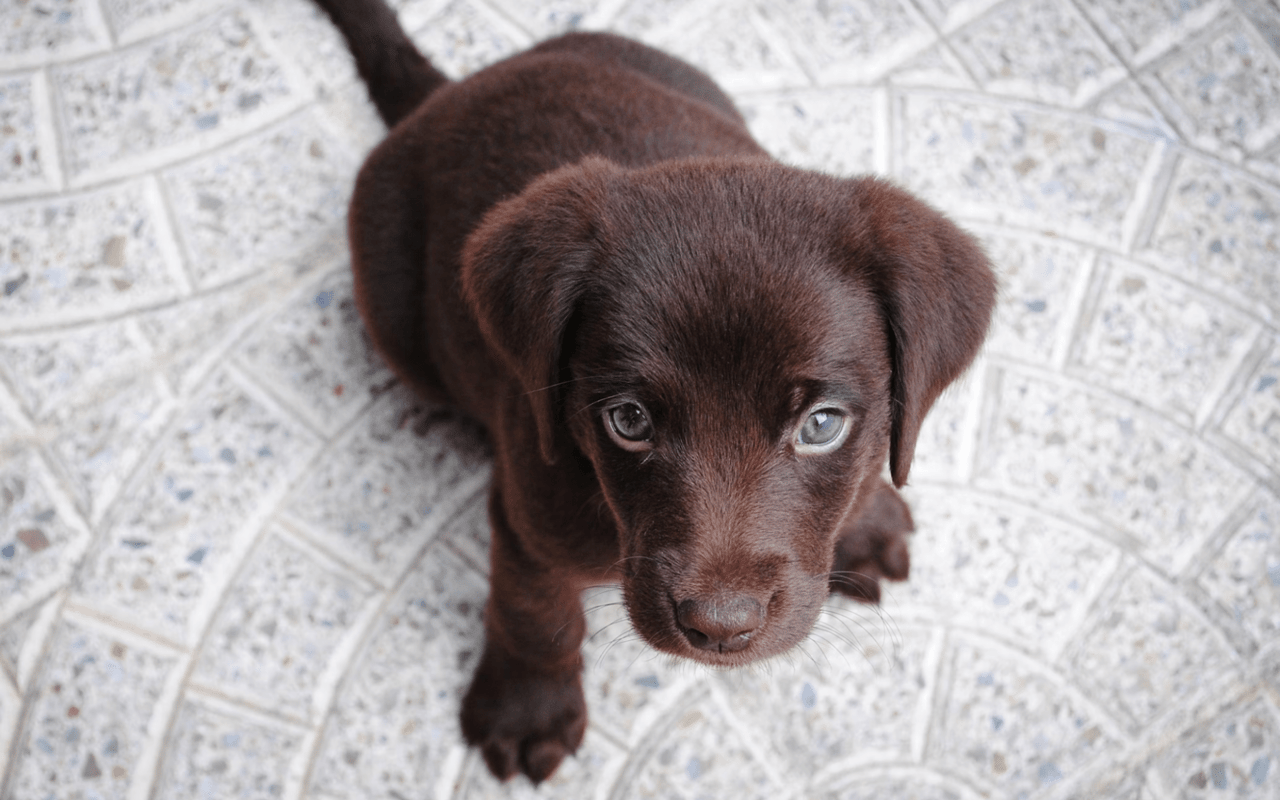 Pet-Friendly Restaurants in Chesterfield