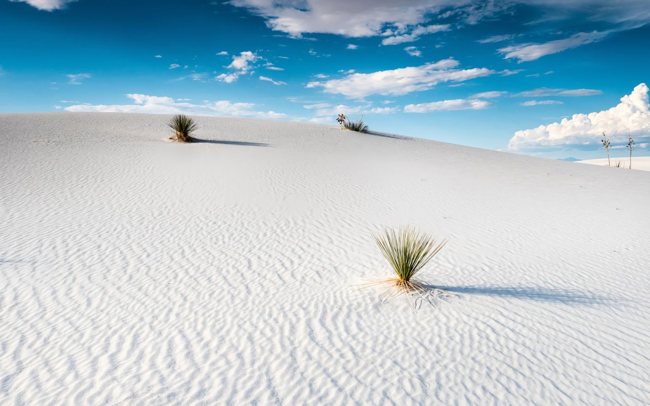 A desert landscape with several green plants growing out of white sand dunes.