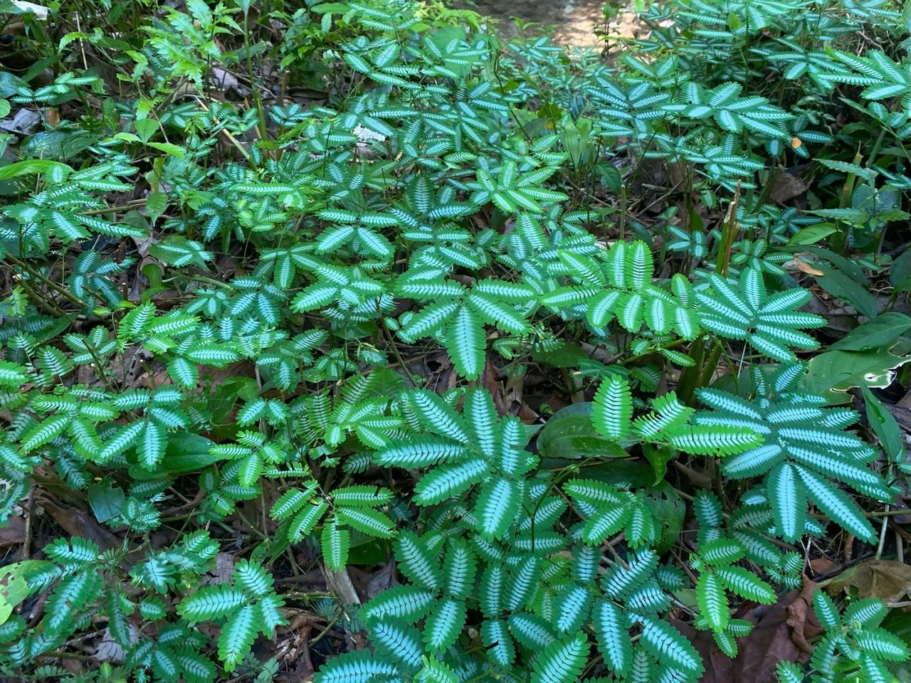 Mountain River View Farm, Osa, Puntarenas