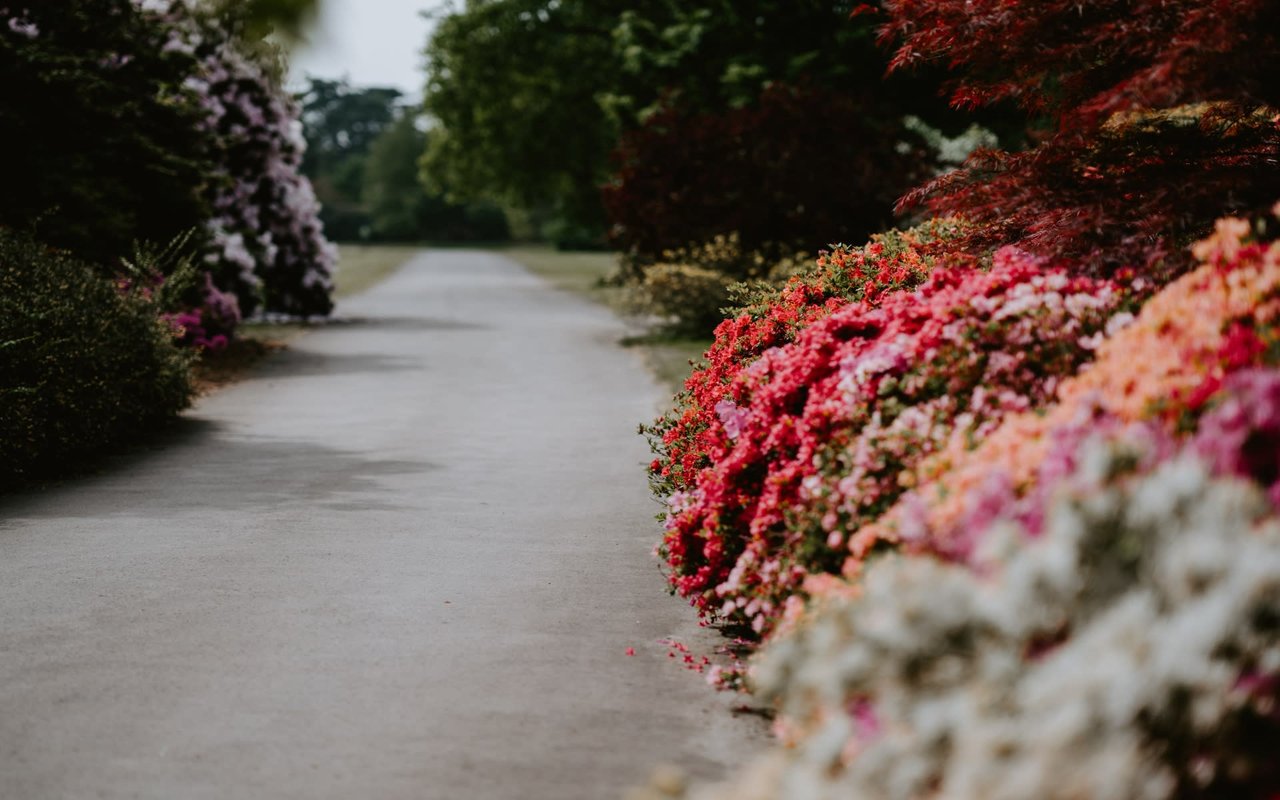 Rose Garden