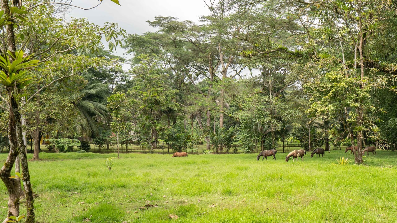Stunning Tropical Home in Gated community with Hundreds of fruit trees  