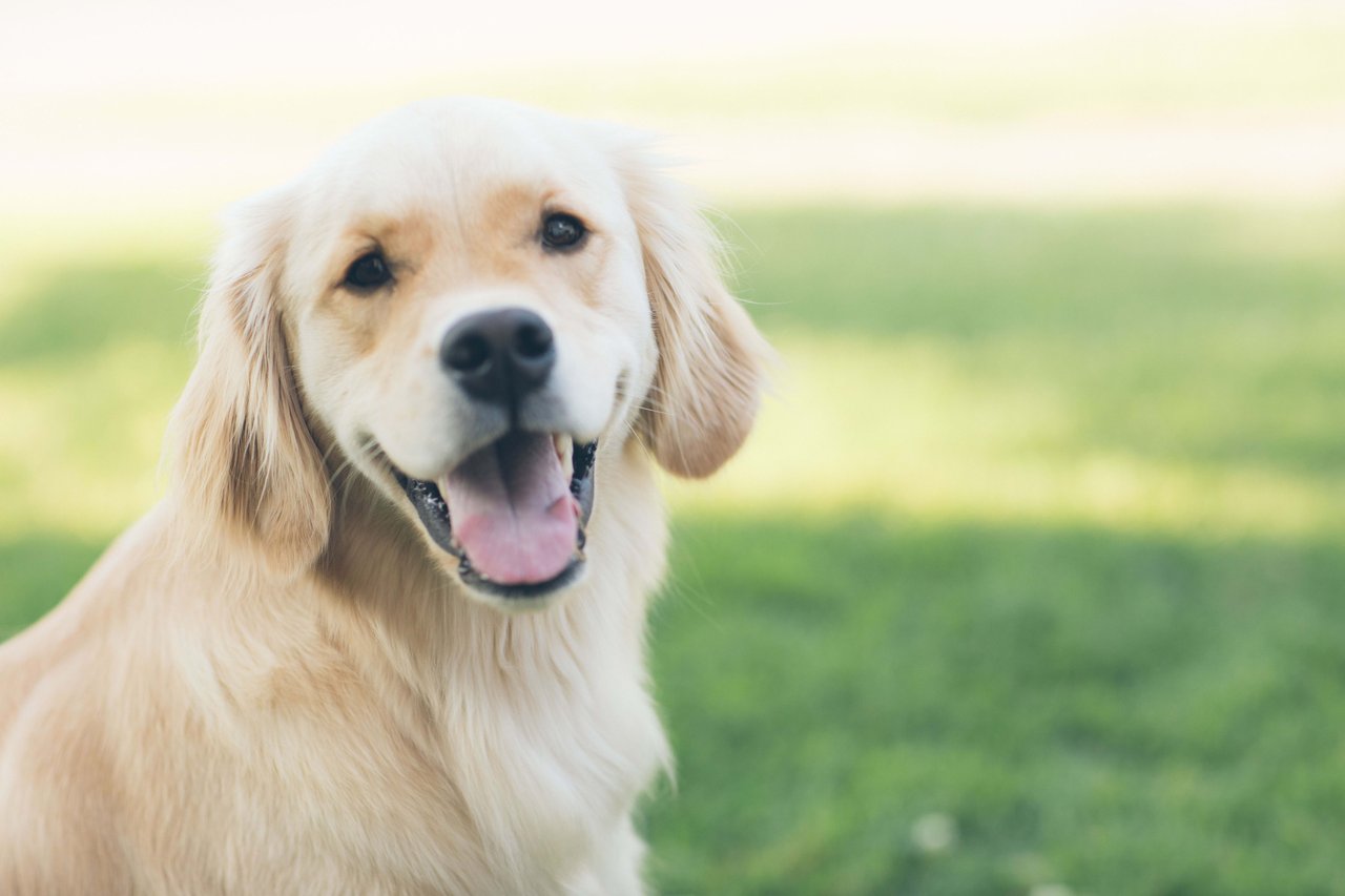 Tips For Keeping Your Dog Happy During Your Move To San Diego