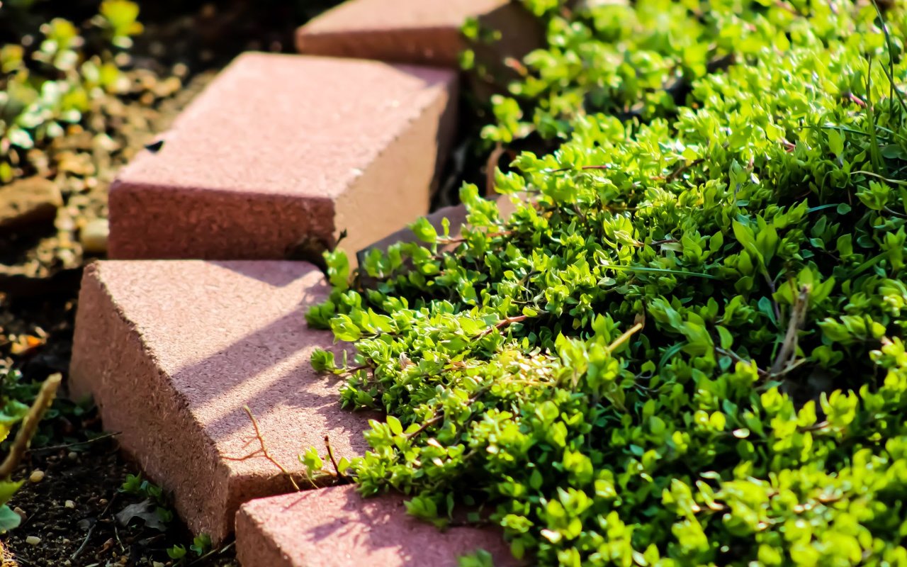 DIY Guide: Garden Path With Brick Pavers