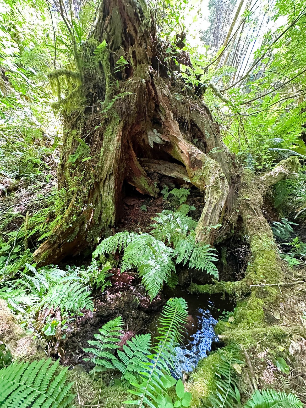 Yaquina Forest