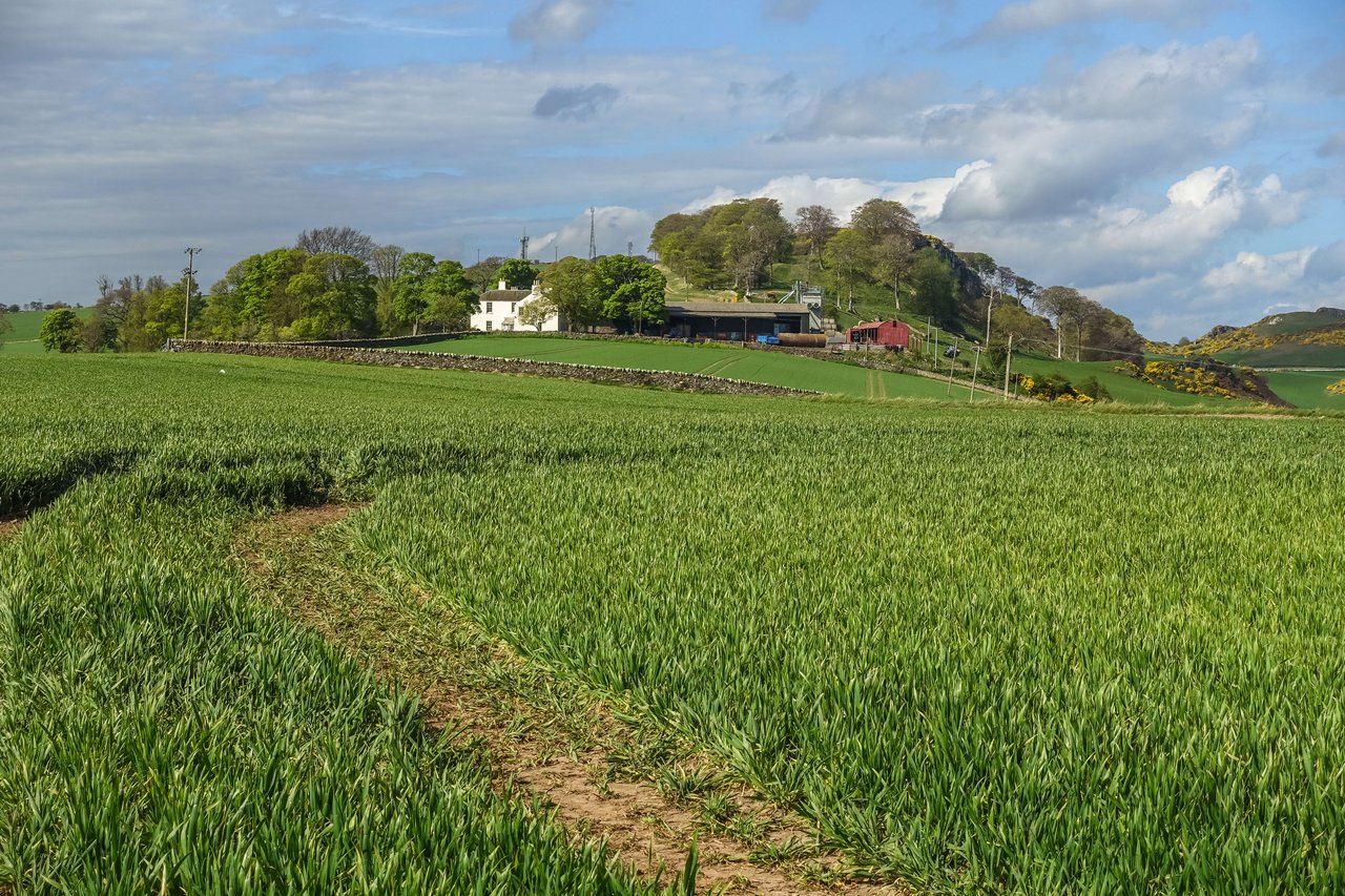 Barney Farms 