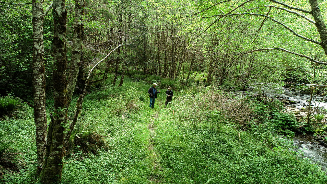 Three Rivers Conservation Project - Ensuring Roosevelt Elk Habitat