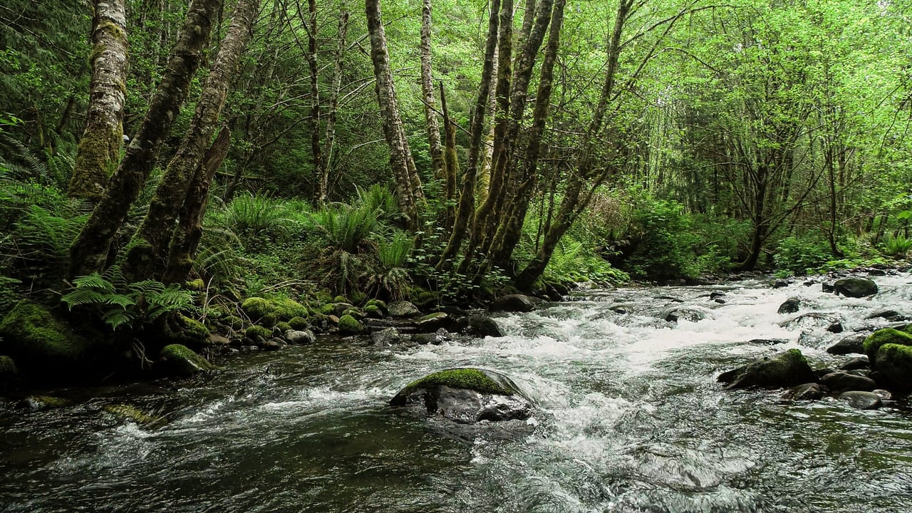 Three Rivers Conservation Project - Ensuring Roosevelt Elk Habitat