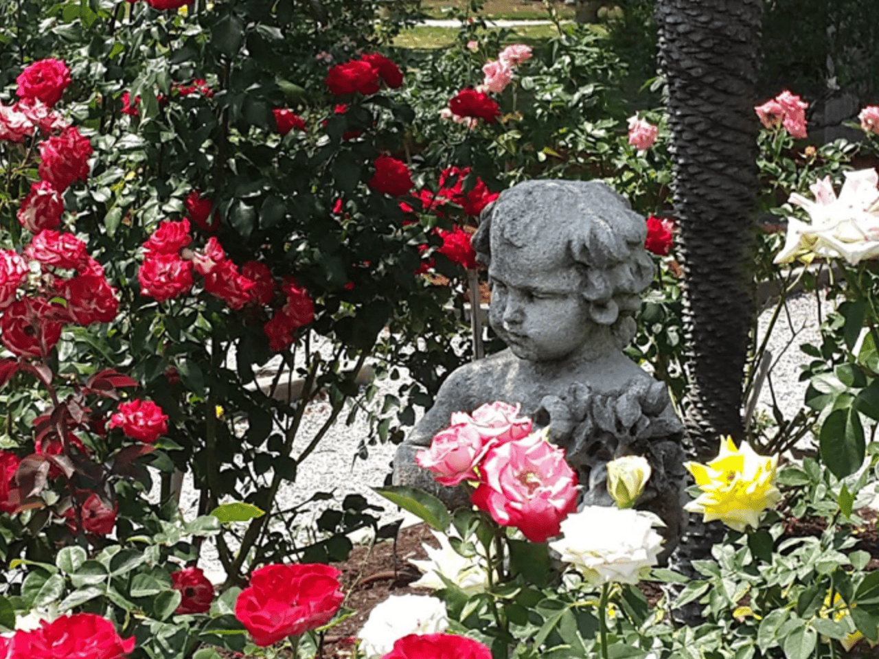 Mable Ringling's Timeless Legacy: Exploring the Enchanting Rose Garden at the Ringling Estate