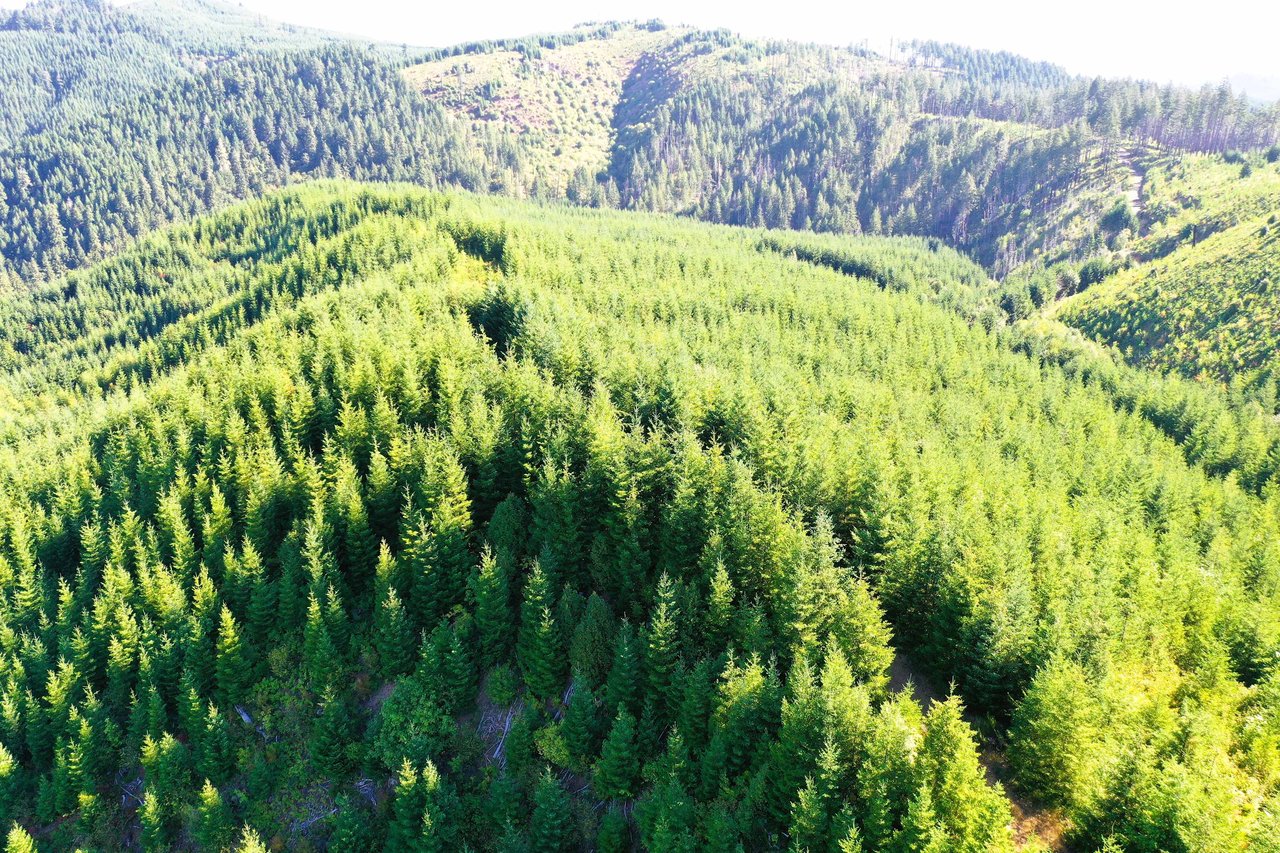 High Pass Tree Farm