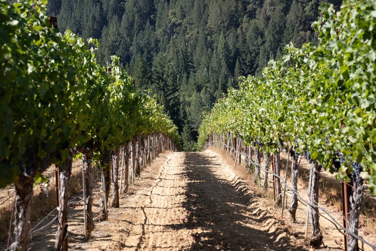 Yorkville Highlands Hillside Vineyard