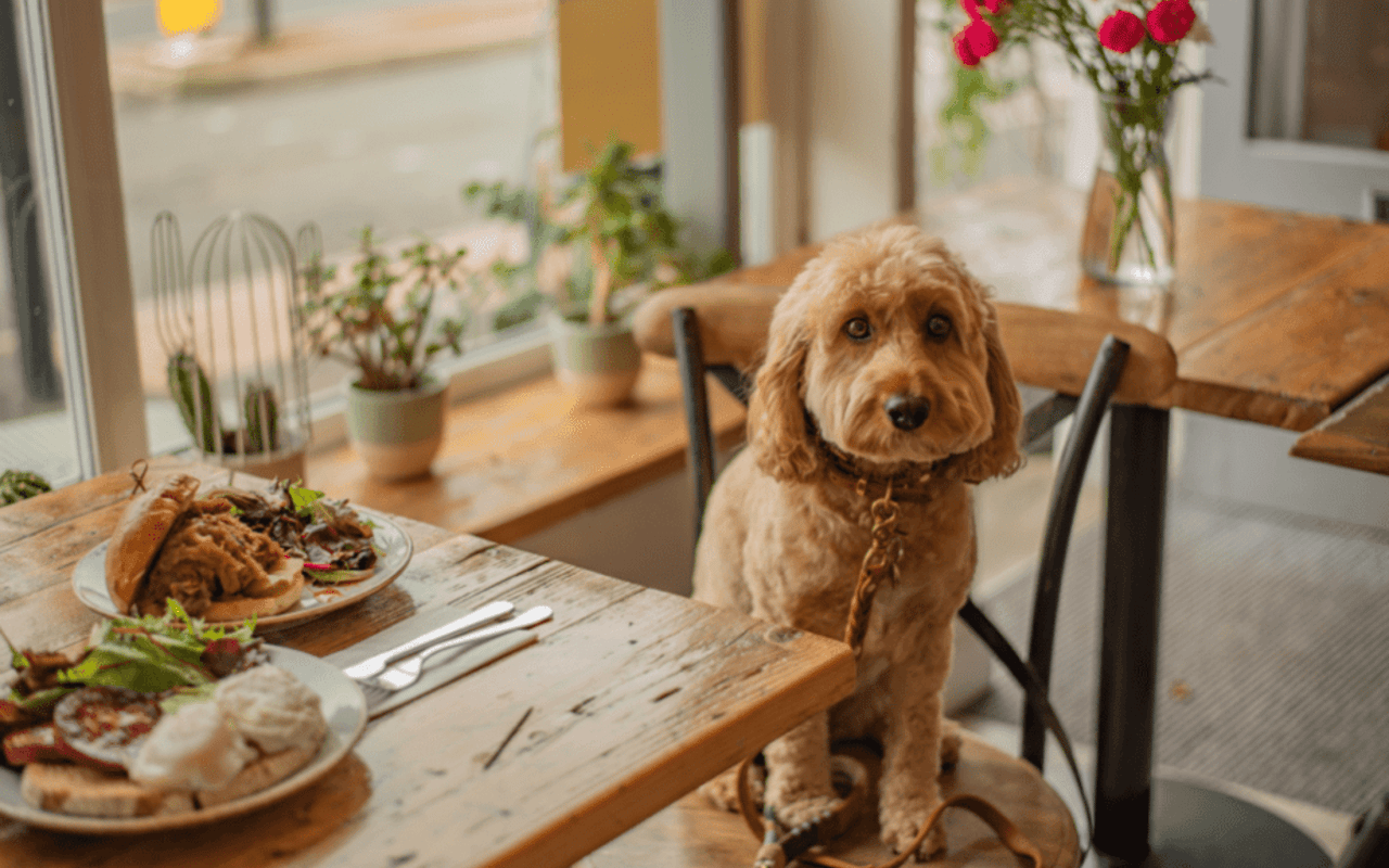 Pet-Friendly Restaurants in Napa Valley