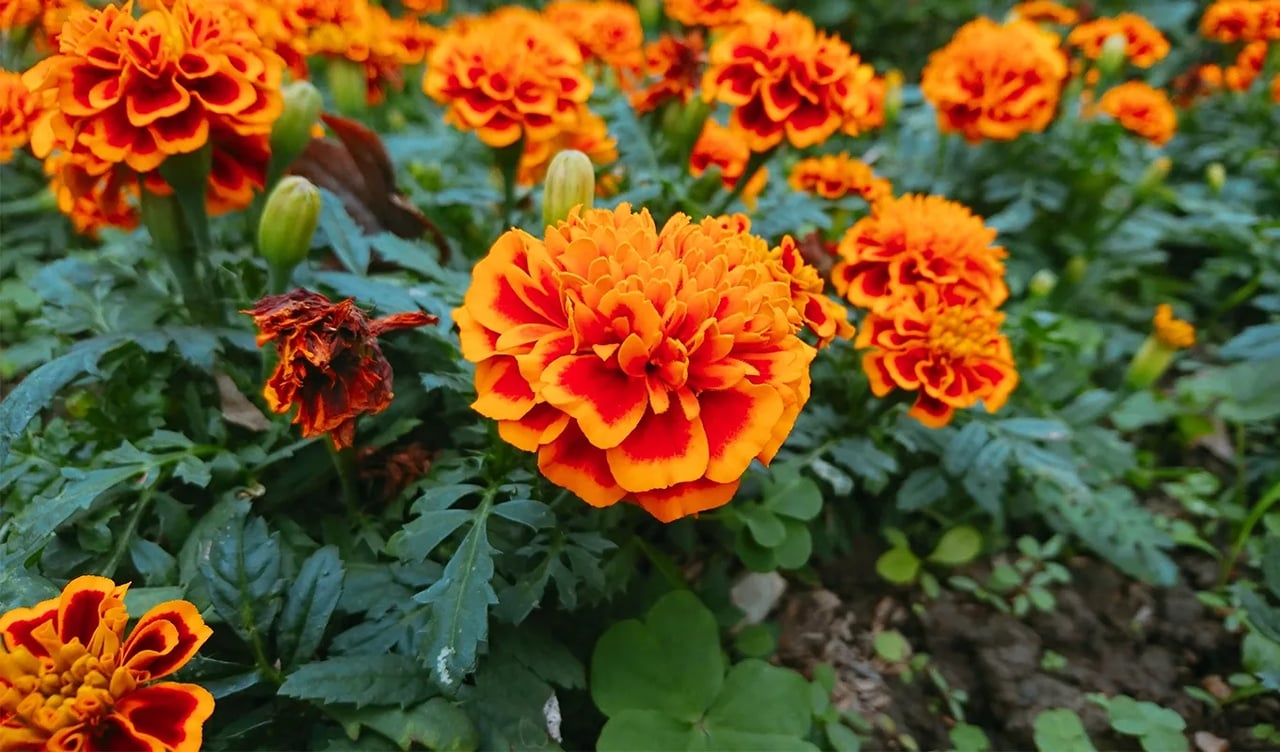 The 20 Best Annual Flowers for Full Sun, from Marigolds to Snapdragons