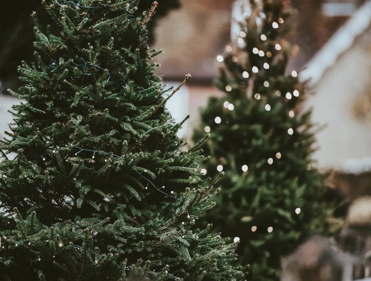 Where to Find the Perfect Christmas Tree Around Austin